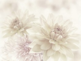 FLOWER - DAHLIA NG | Carta da parati grandi fiori - Colore 4